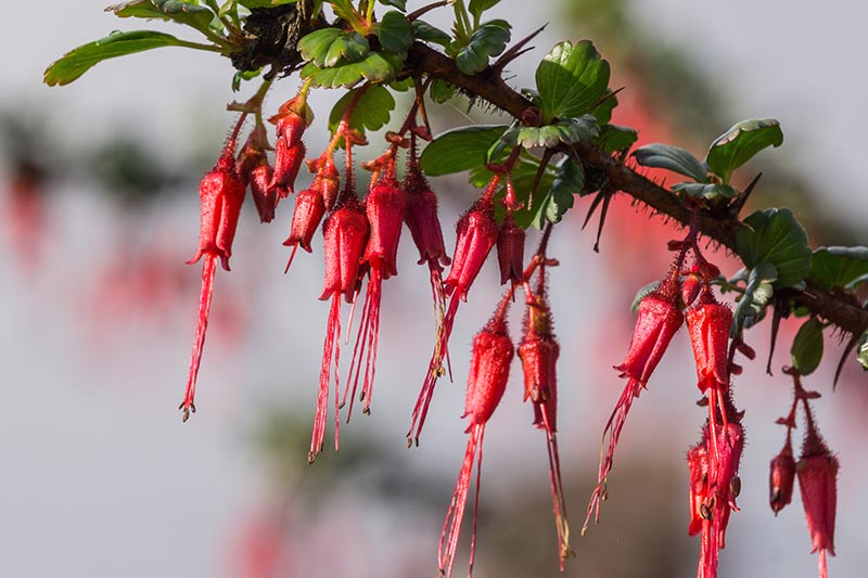 A close up of the pretty red flowers and vicious spines of the fuchsia flowering gooseberry shrub.