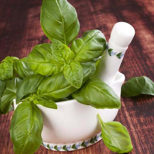 A close up of a white pestle and mortar with freshly harvested Ocimum basilicum 'Genovese,' set on a wooden surface, fading to soft focus in the background.