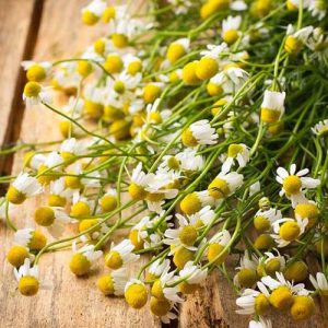 How to Grow Chamomile in Pots and Containers | Gardener’s Path