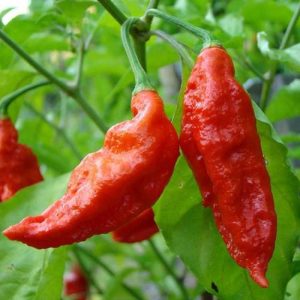 How to Plant and Grow Ghost Peppers | Gardener's Path