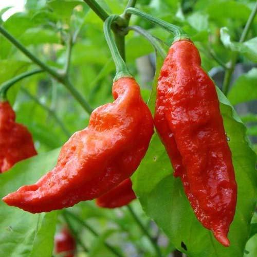 A close up of 'Bhut Jolokia' fruits growing on the plant, ready for harvest, surrounded by foliage on a soft focus background.