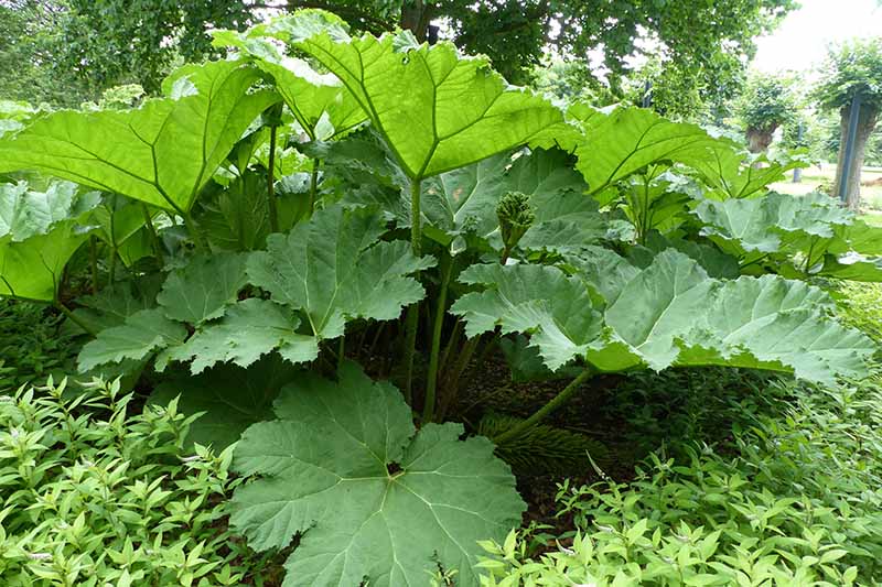 A giant rhubarb plant growing in the garden makes a formidable barrier to entry.