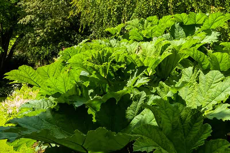 A close up of the foliage of the giant rhubarb plant in bright sunshine with trees in the background.