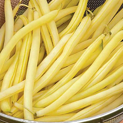 A close up of a colander containing Phaseolus vulgaris 'Gold Mine' yellow pods.