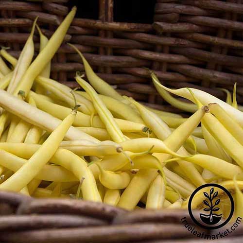 A close up of freshly picked Phaseolus vulgaris 'Gold Rush Wax' in a wicker basket. To the bottom right of the frame is a black circular logo and text.
