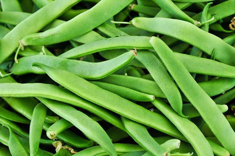 A close up of a collection of green Phaseolus vulgaris beans.