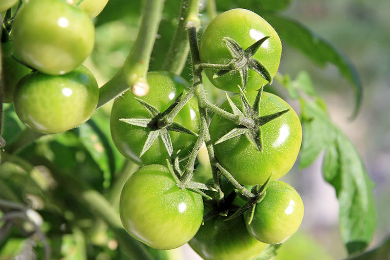A close up of a tomato vine with green fruits slowly ripening in the bright sunshine, pictured on a soft focus background.