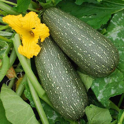 A close up of the dark green and slightly freckled 'Grey' zucchini fruit, attached to the plant, with a yellow flower to the left of the frame.