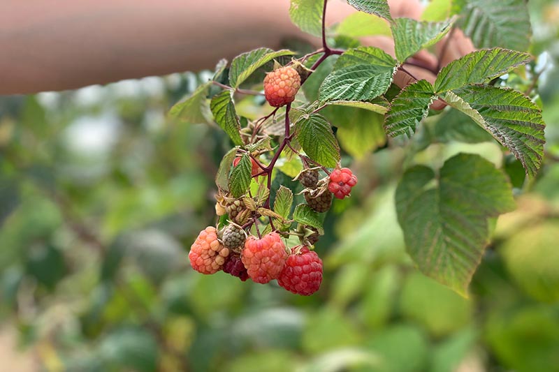 A close up of a hand from the left of the frame carefully reaching in to a thorny bramble to pick the fresh, ripe berries. The background is foliage in soft focus.