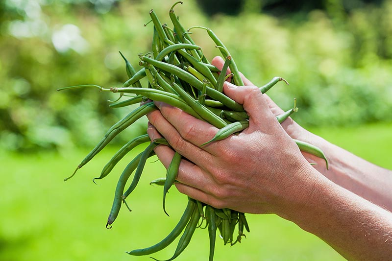 A close up of two hands holding freshly harvested Phaseolus vulgaris on a green soft focus background.