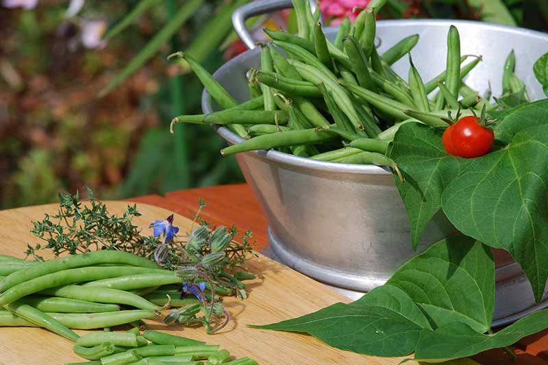 A close up of a metal bowl with freshly picked bush beans, foliage, and red cherry tomatoes, set on a wooden surface surrounded by herbs on a soft focus background.