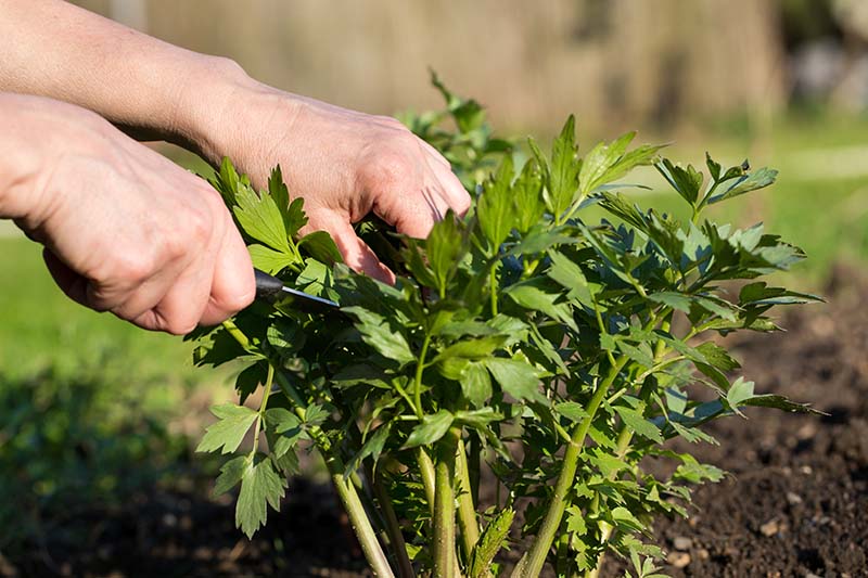 A close up of two hands from the left of the frame harvesting Levisticum officinale greens and stalks in light sunshine on a soft focus background.