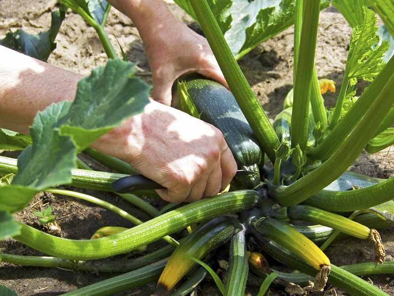 A close up of two hands from the left of the frame cutting off a mature zucchini squash from the plant, on a sunny day.