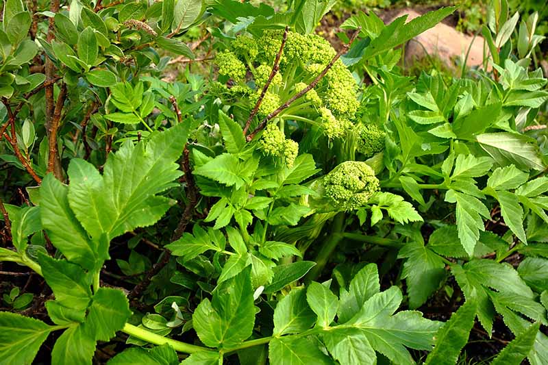A close up of a healthy Angelica archangelica plant growing in the garden, with bright green foliage on a soft focus background.