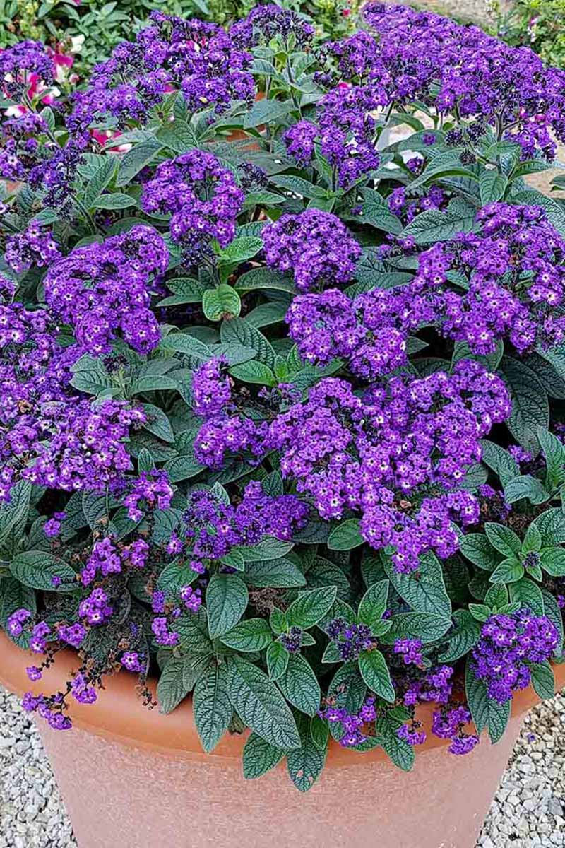 A close up vertical picture of a heliotrope with clusters of purple flowers growing in a terra cotta pot, set on a gravel surface.