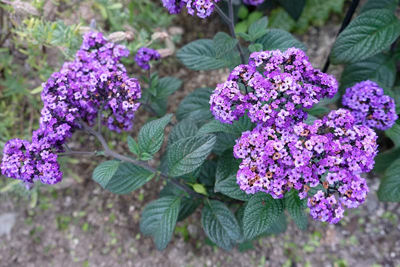 A close up top down picture of the delicate purple flower clusters of Heliotropium arborescens, surrounded by dark green foliage, on a soft focus background.