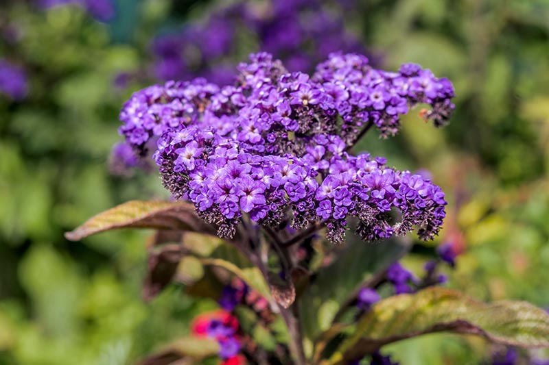 A close up of a purple flower cluster of the heliotrope, growing in the garden in bright sunshine on a soft focus background.