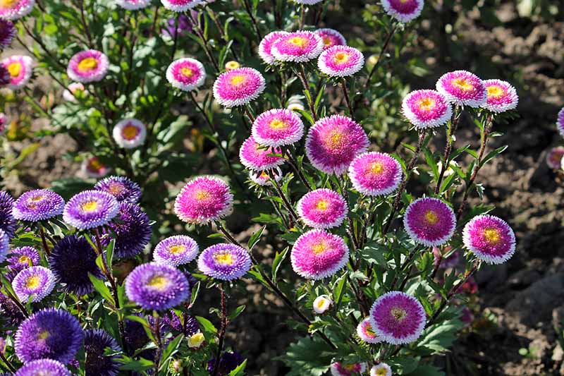 A close up of delicate China asters growing in the late summer garden. The 'Hi No Maru' variety has bicolored blooms with white outer petals and purple or pink inner petals. Pictured here in bight sunshine.