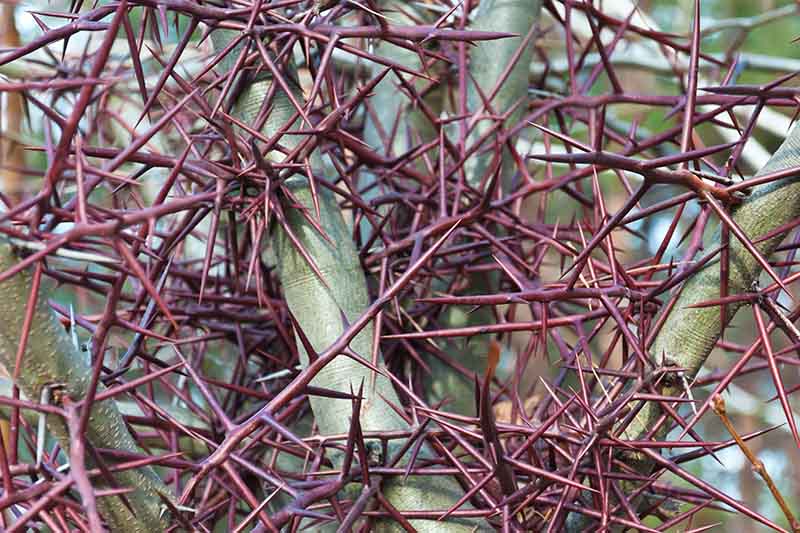 A close up of the dense twisted thorns of the honey locust tree.