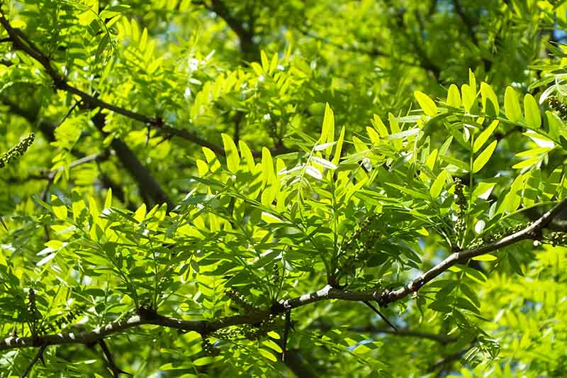 A close up of the foliage and thorns of the honey locust tree.