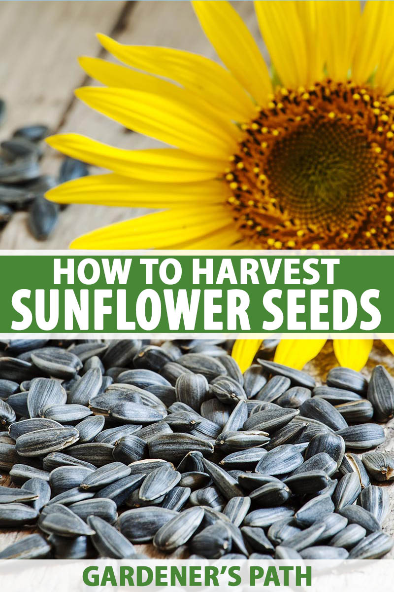 How Long Do Sunflower Seeds Last for Planting? 