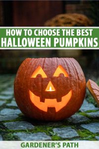 How to Choose the Best Halloween Pumpkins to Grow in Your Garden