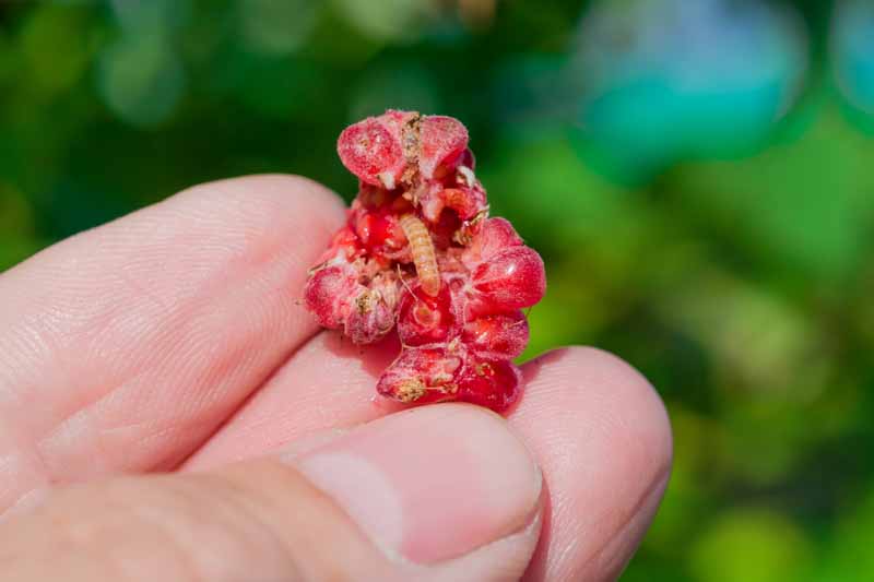 Close up a a set of fingers hold up a raspberry that has been split open and showing a fruitworm on the interior