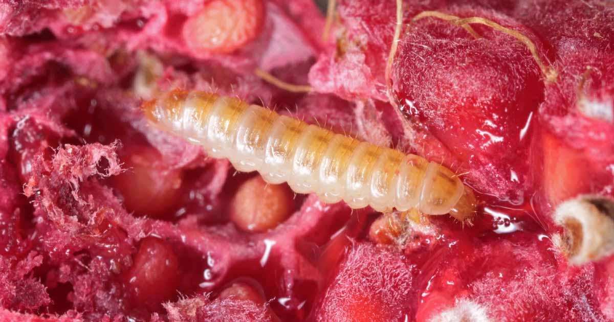 helgen Min Ungkarl How to Control Raspberry Fruitworms | Gardener's Path