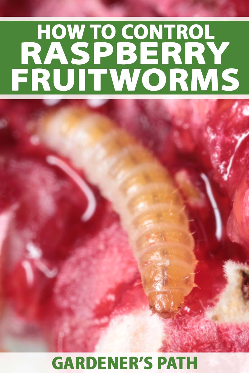 Macro photo of a Raspberry Fruitworm feeding inside of a berry.