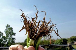 How to Control Root-Knot Nematodes in Your Garden