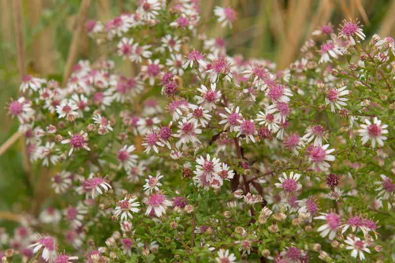 A close up of Symphyotrichum lateriflorum flowers, with delicate white petals and rose pink centers, growing in the garden on a soft focus background.