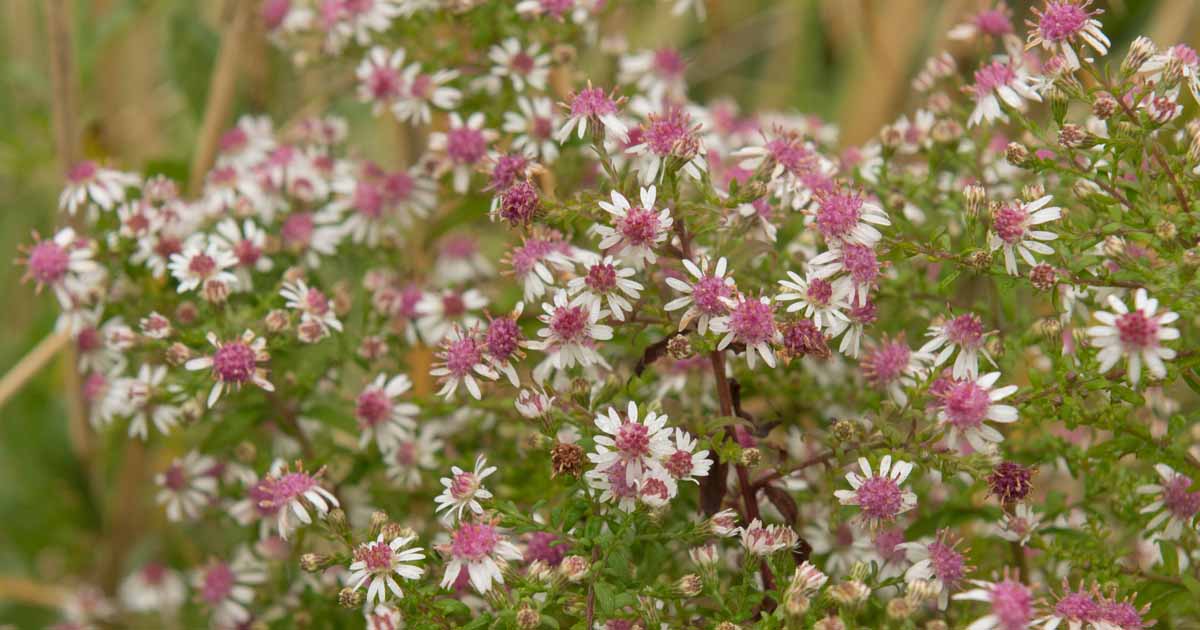 How to Grow and Care for Calico Aster Gardener s Path