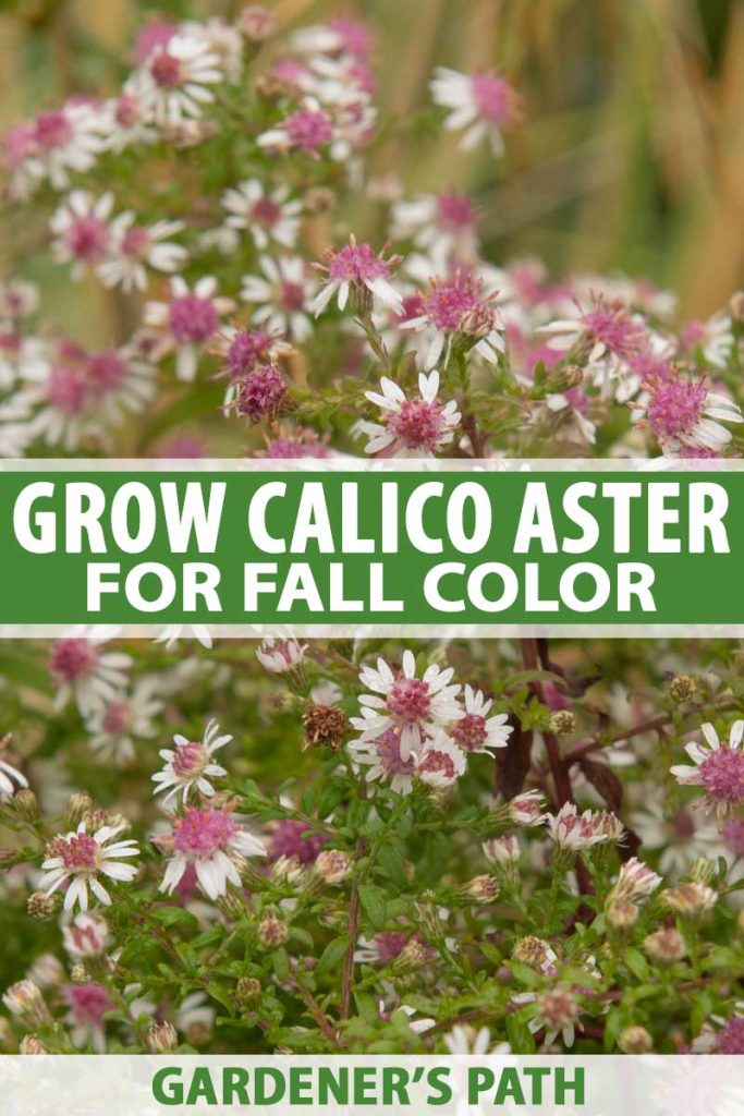 A vertical close up picture of the delicate white and pink flowers of the calico aster, a native perennial wildflower, pictured on a soft focus background. To the center and bottom of the frame is green and white text.
