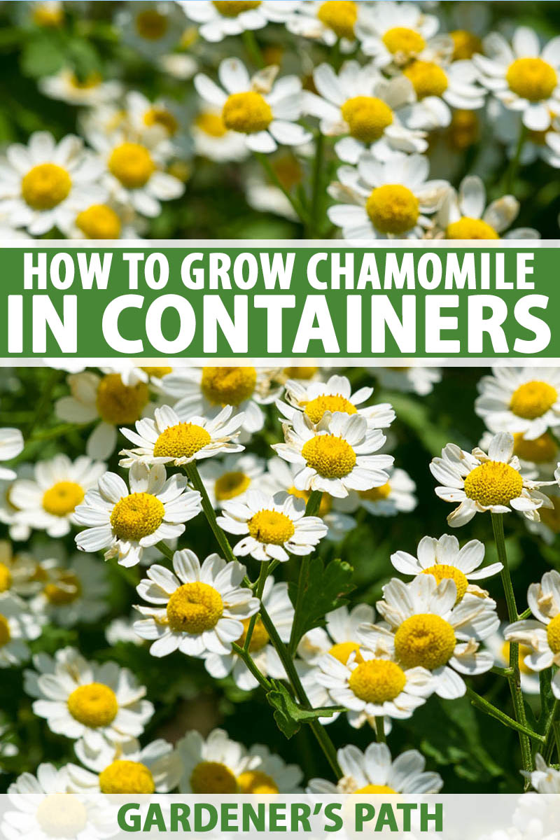Roman Chamomile Seeds with step by step guide to growing 