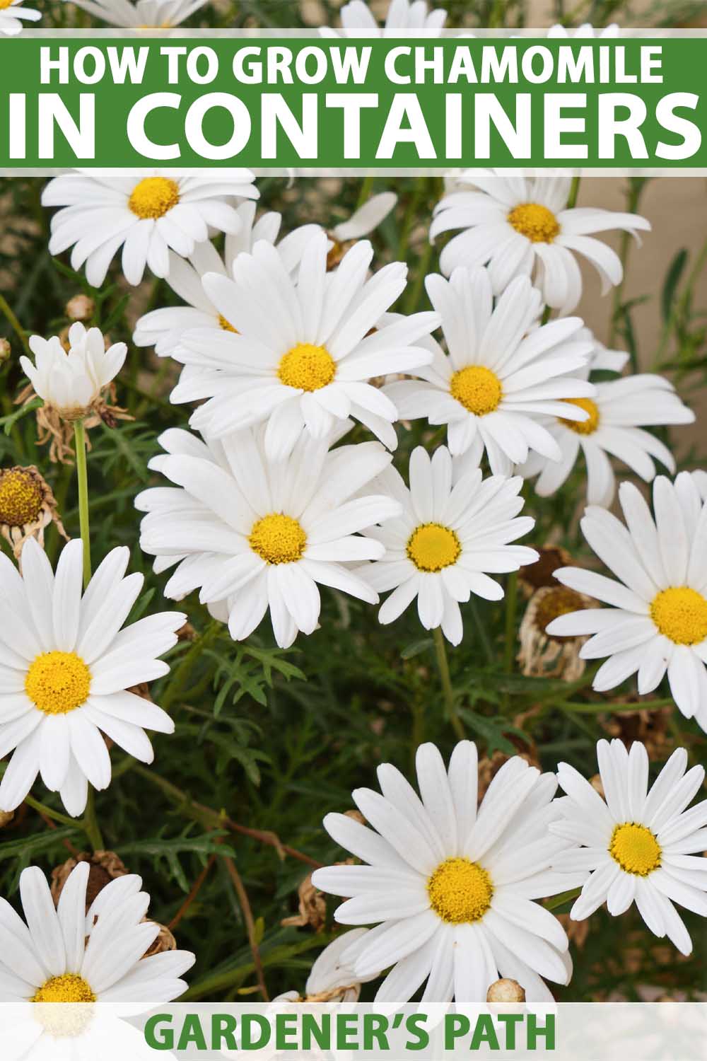 How to Grow Chamomile in Pots and Containers | Gardener’s Path