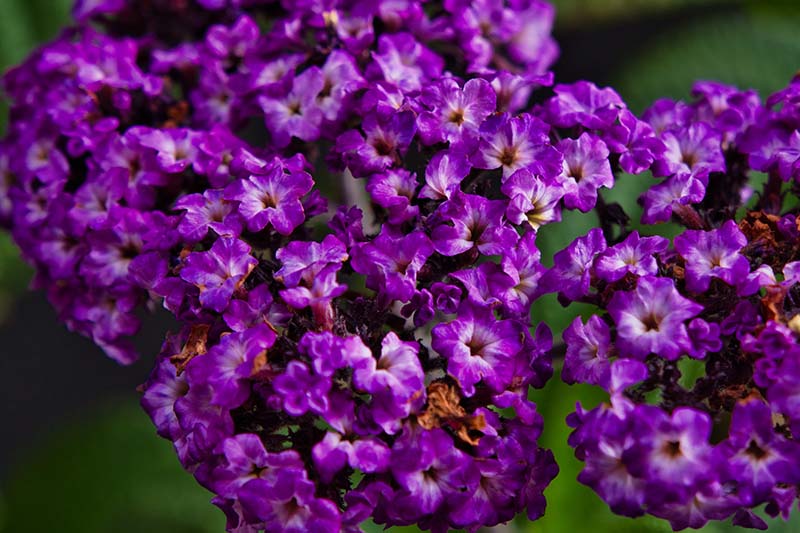 A close up of the purple flower clusters of Heliotropium arborescens, pictured in light sunshine on a green soft focus background.