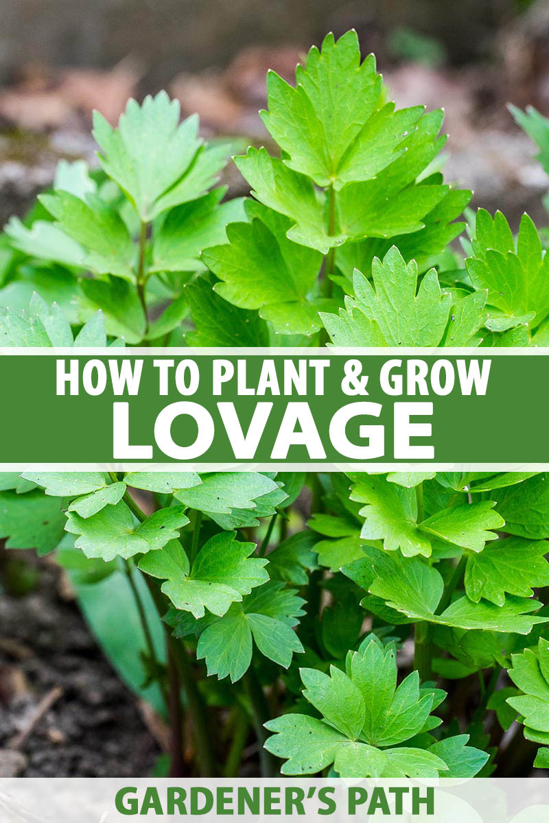 how to grow and use lovage, an uncommon herb | gardener's path