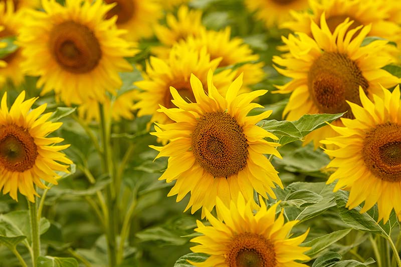 How to Plant and Grow Sensational Sunflowers | Gardener's Path