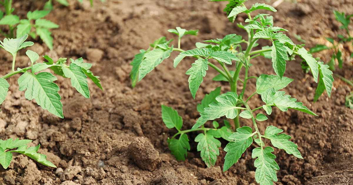 Image of Tomato plant growing in soil that has been amended with compost