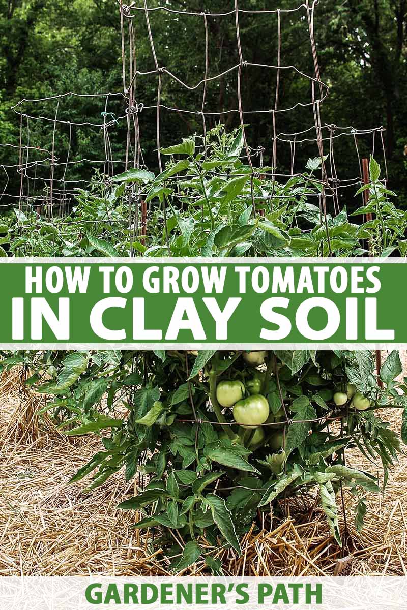 How to Plant and Grow Tomatoes in Clay Soil | Gardener's Path
