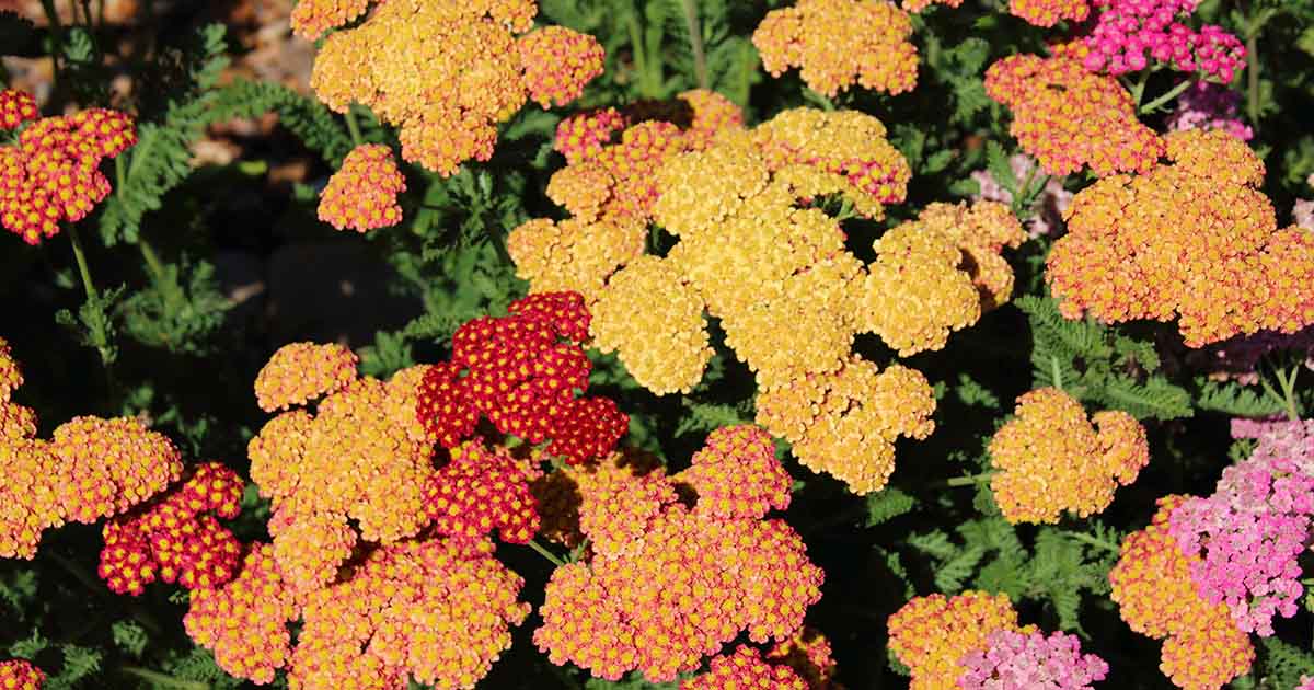 How To Grow And Care For Yarrow Gardener S Path