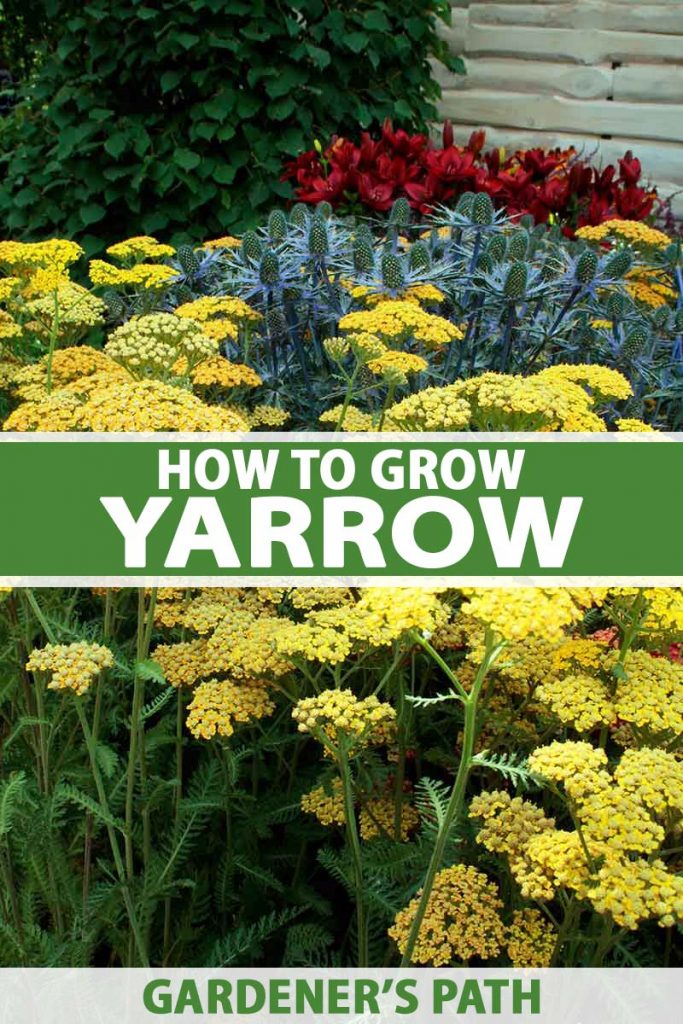 A vertical picture of yellow flowering yarrow growing in the garden with a fence and other flowers in the background. To the center and bottom of the frame is green and white text.