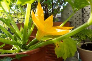 A close up picture of a bright yellow courgette flower and developing fruit, growing in a terra cotta pot on a patio in bright sunshine.