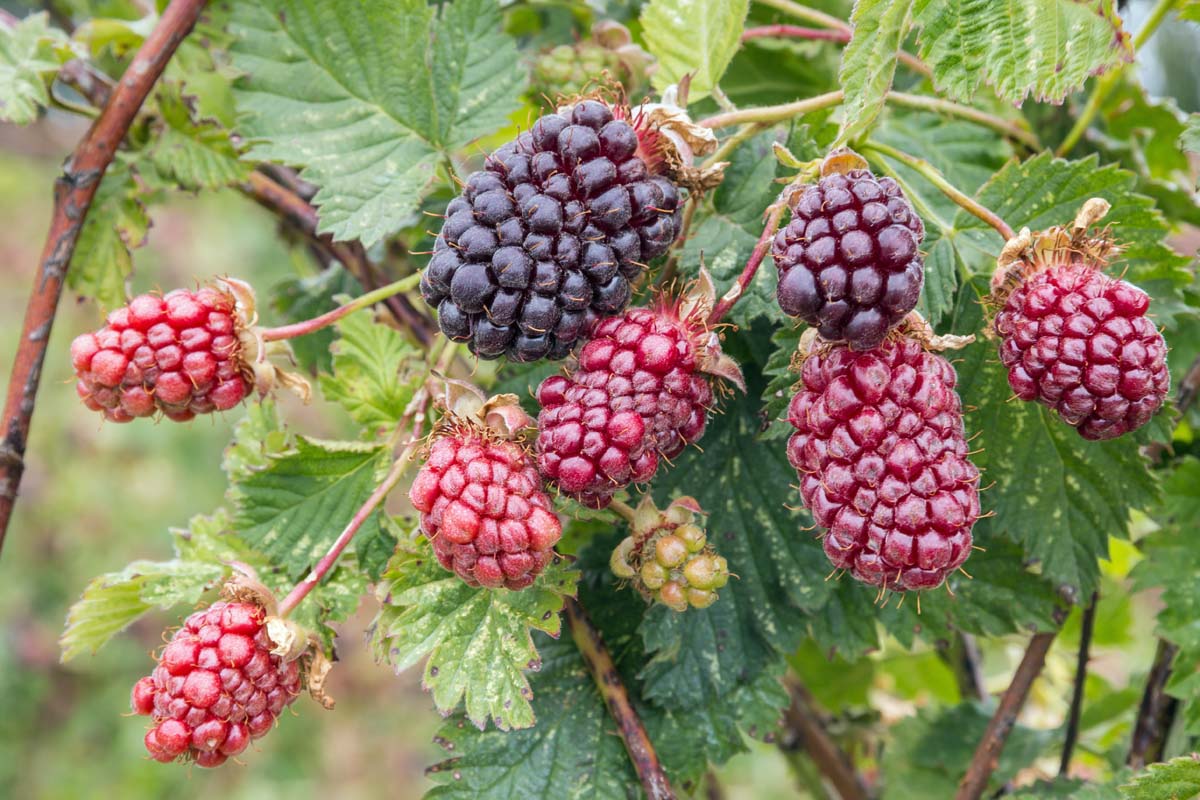 A close up of ripening boysenberries surrounded by foliage, pictured in light sunshine, fading to soft focus in the background.