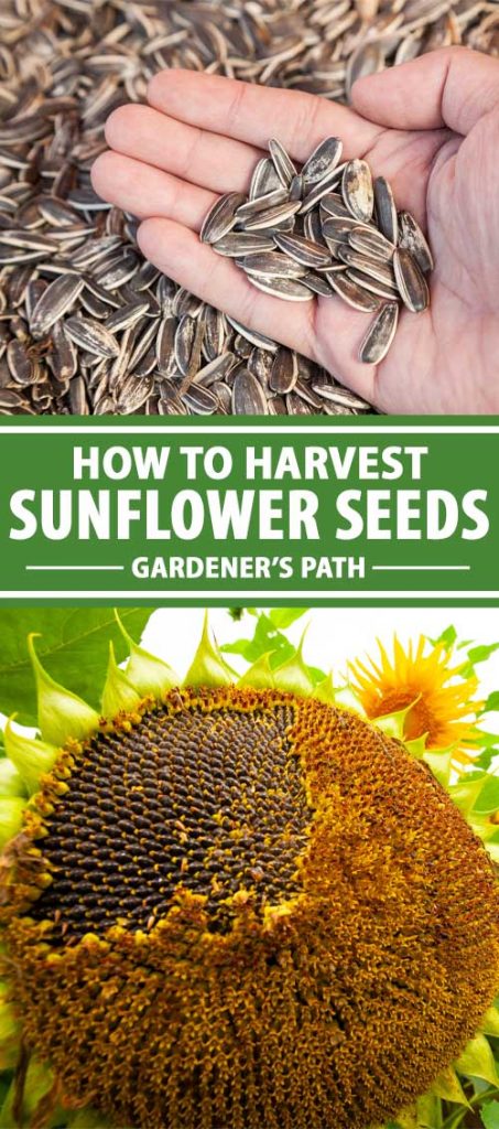 Collage of mature giant sunflowers and harvested seeds.