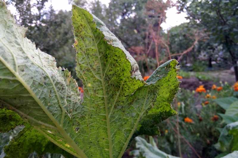 A close up of a large green leaf infested with small black insects, with a garden scene in soft focus in the background.