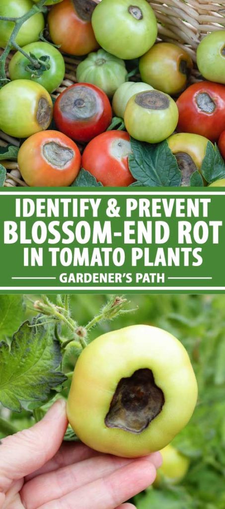 A collage of photos showing different views of blossom-end rot on tomatoes.