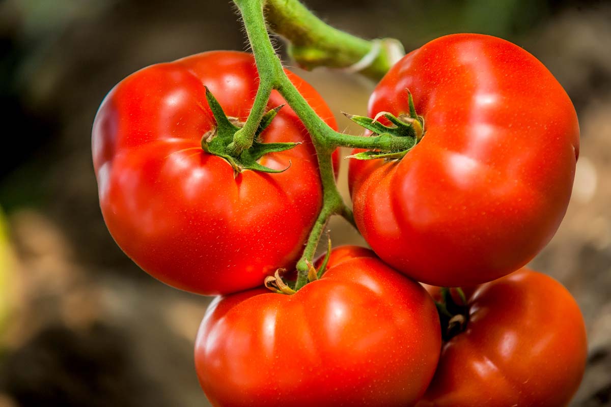How to Make Homegrown Tomatoes Turn Red | Gardener's Path