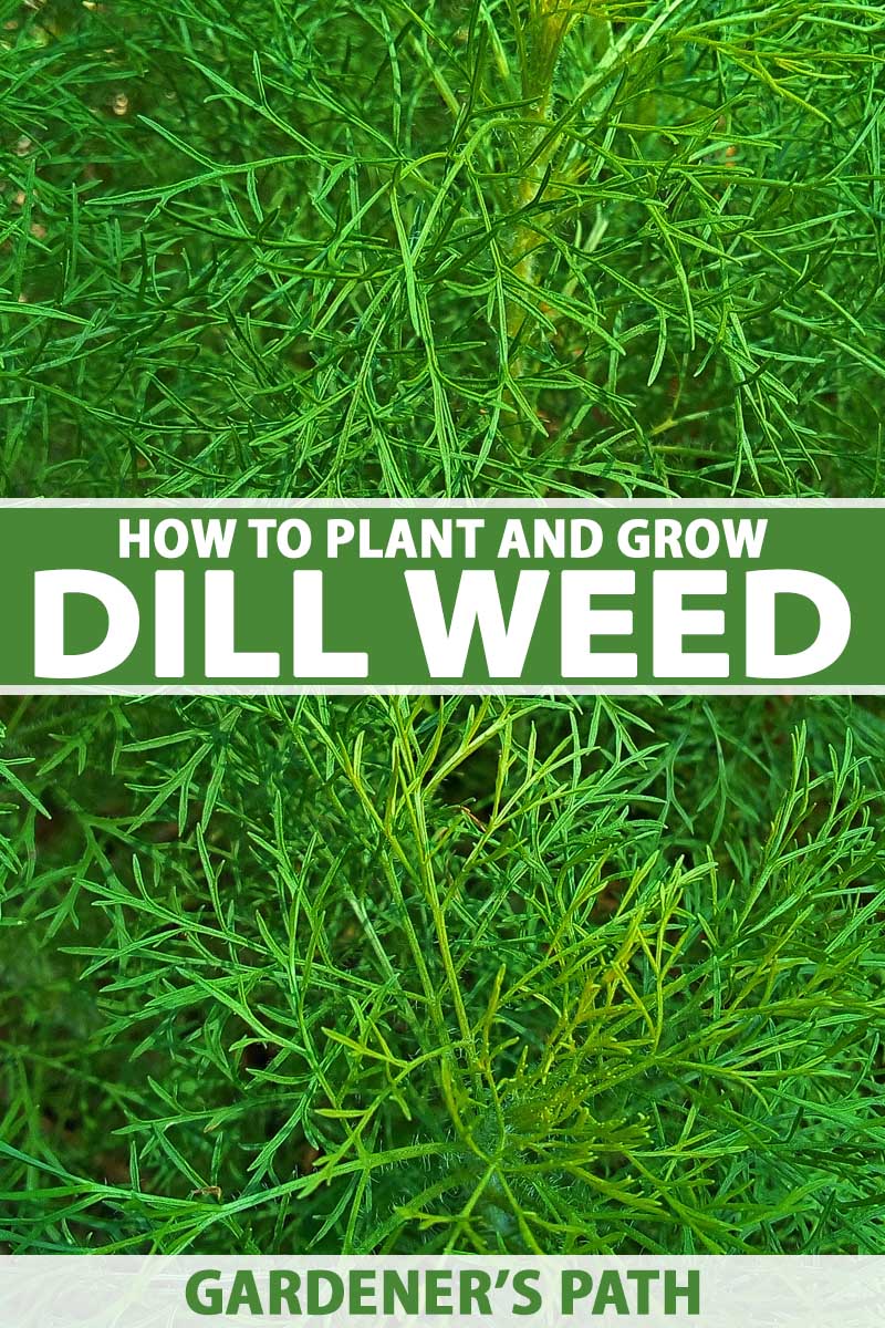 how to plant and grow dill | gardener's path