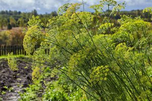 A garden scene with large, mature dill weed plants (Anethum graveolens) growing in bright sunshine with trees in soft focus in the background.
